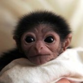 Communist Gibbon 2