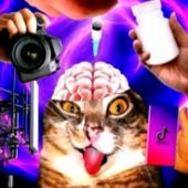 Needle Brain Cat