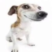doggman